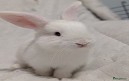 Mixed Breed rabbits for sale: New seller of rabbits - Image 5