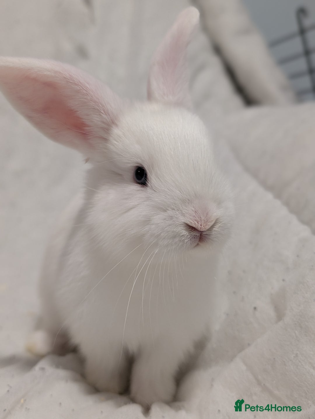Mixed Breed rabbits for sale: New seller of rabbits - Image 5