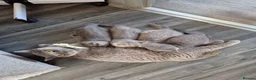 British Shorthair cats for sale: British shorthair kittens  - Advert 40