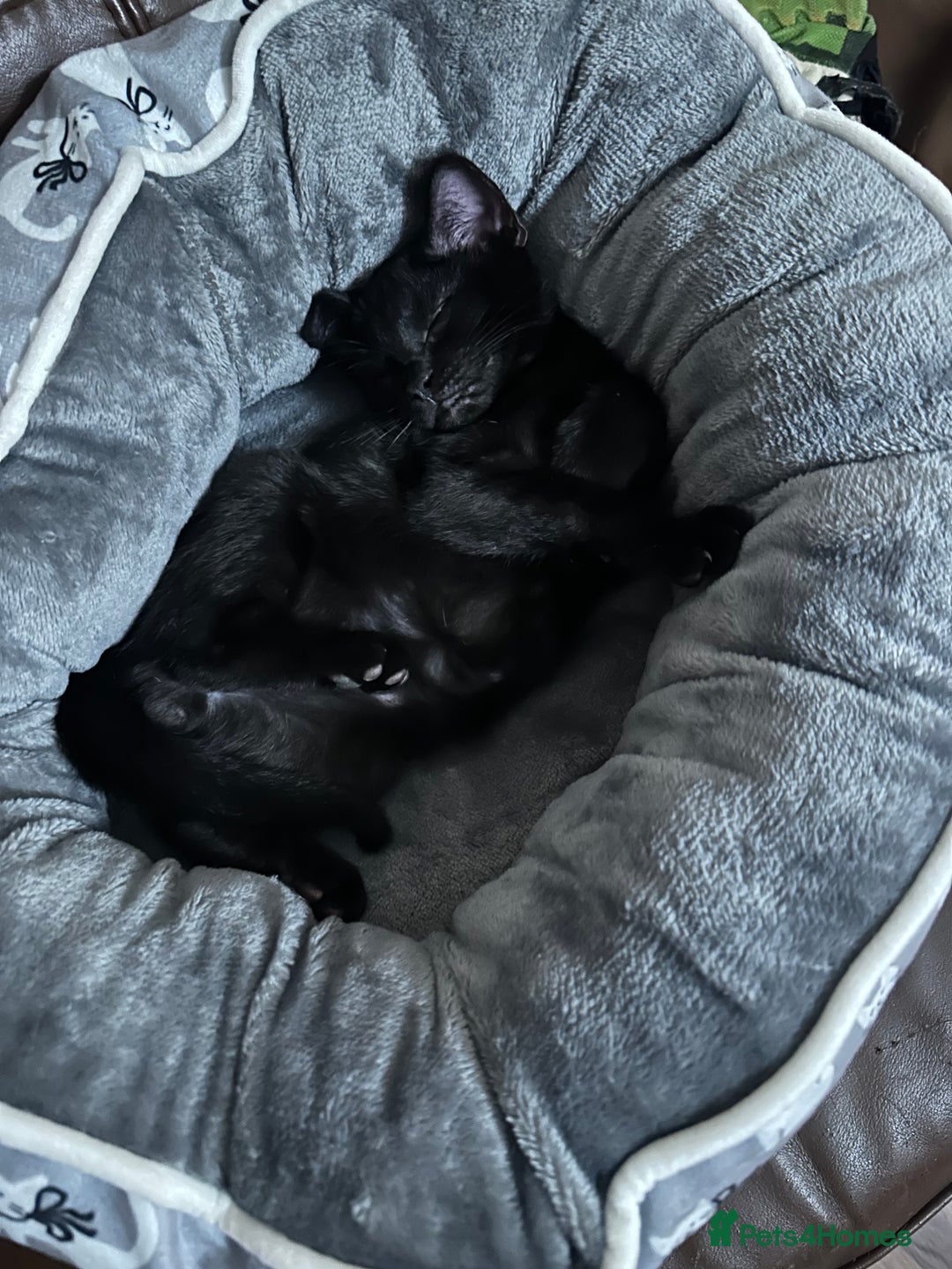 Mixed Breed cats for sale: Amazing Half Bengals !!! - Advert 17