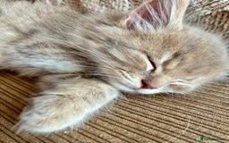 Mixed Breed cats for sale: Stunning Ragdoll x British short hair boy  - Image 4