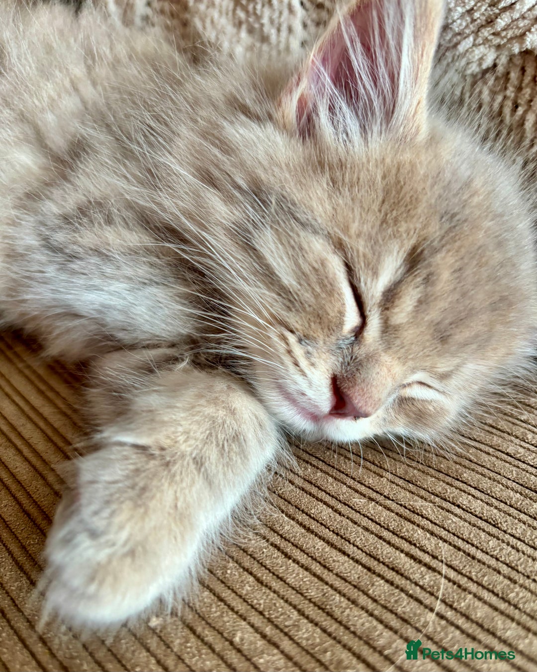 Mixed Breed cats for sale: Stunning Ragdoll x British short hair boy  - Image 4