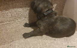 Staffordshire Bull Terrier dogs for sale: Staffordshire Bull Terrior Pups - 9 in total. - Image 27