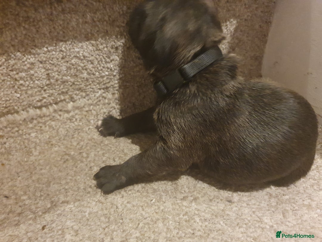 Staffordshire Bull Terrier dogs for sale: Staffordshire Bull Terrior Pups - 9 in total. - Image 27
