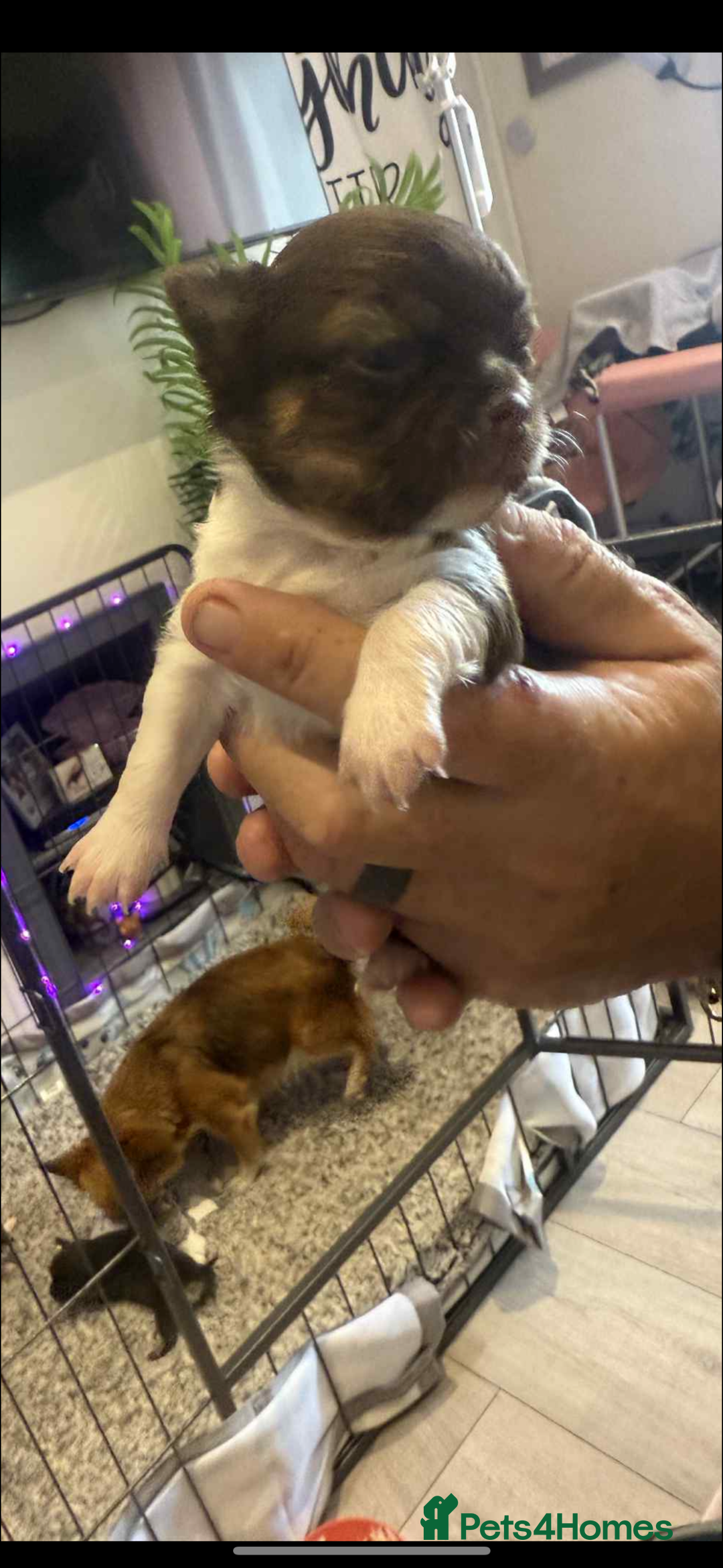 Chihuahua dogs for sale:  ❤️ K.C Registered Fluffy chocolate baby’s 🥰 - Image 21