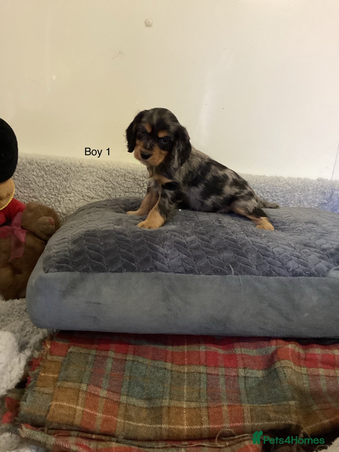 Cockalier dogs for sale: Cockalier  - Image 3