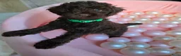 Sproodle dogs for sale: Beautiful Sproodle pups - Advert 17