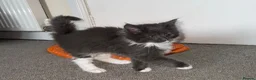 Mixed Breed cats for sale: Ragcoon Kitten - Advert 8