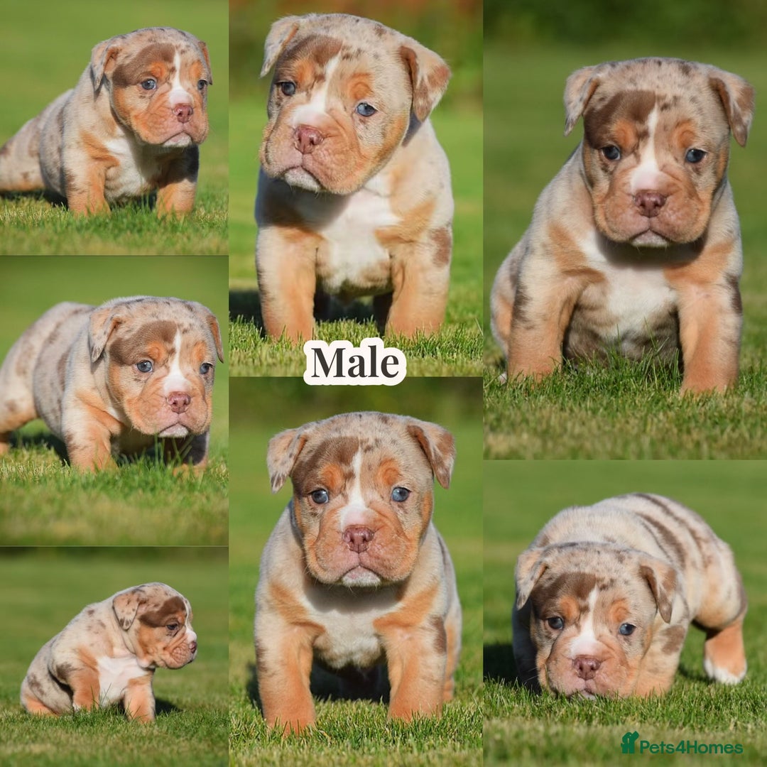 Old Tyme Bulldog dogs for sale: COUNCIL APPROVED,5⭐️RATED⭐️23 YEARS EXPERIENCE.  - Image 3