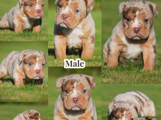 Old Tyme Bulldog dogs COUNCIL APPROVED,5⭐️RATED⭐️23 YEARS EXPERIENCE. - Advert 14