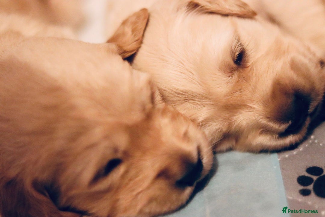 Golden Retriever dogs for sale: Beautiful KC Registered Golden Retriever puppies - Advert 6