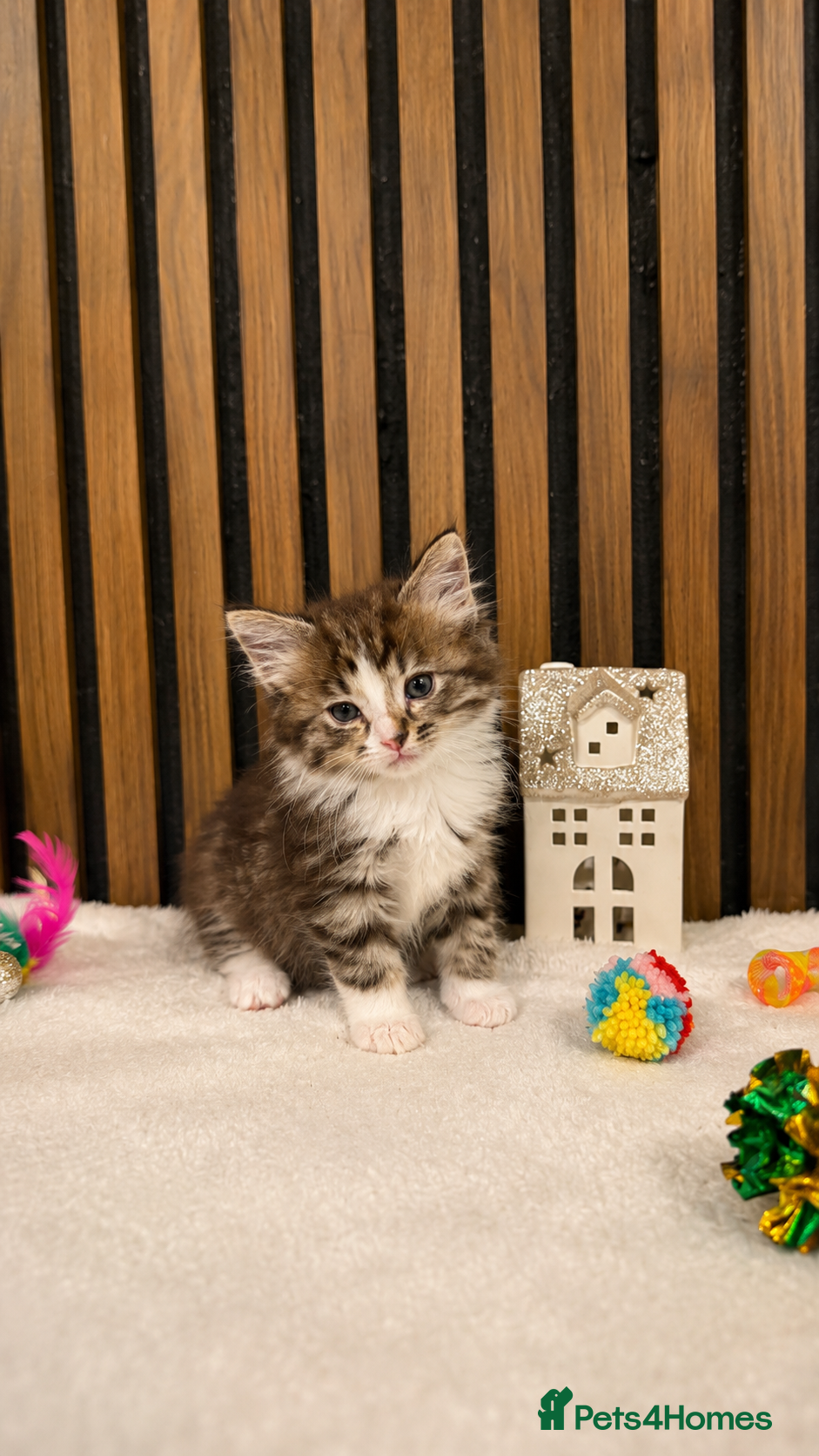 Ragdoll cats "Stunning Ragdoll Kittens | Tabby | Ready Now - Advert 2