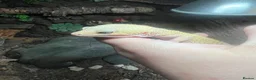 Leopard Gecko reptiles for sale: Male leopard gecko and gorgeous set up  - Advert 3