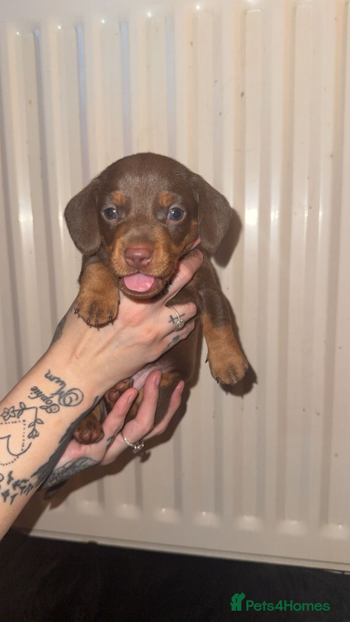 Dachshund dogs Dachshund puppies.  - Advert 2