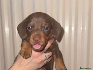 Dachshund dogs Dachshund puppies. - Advert 1