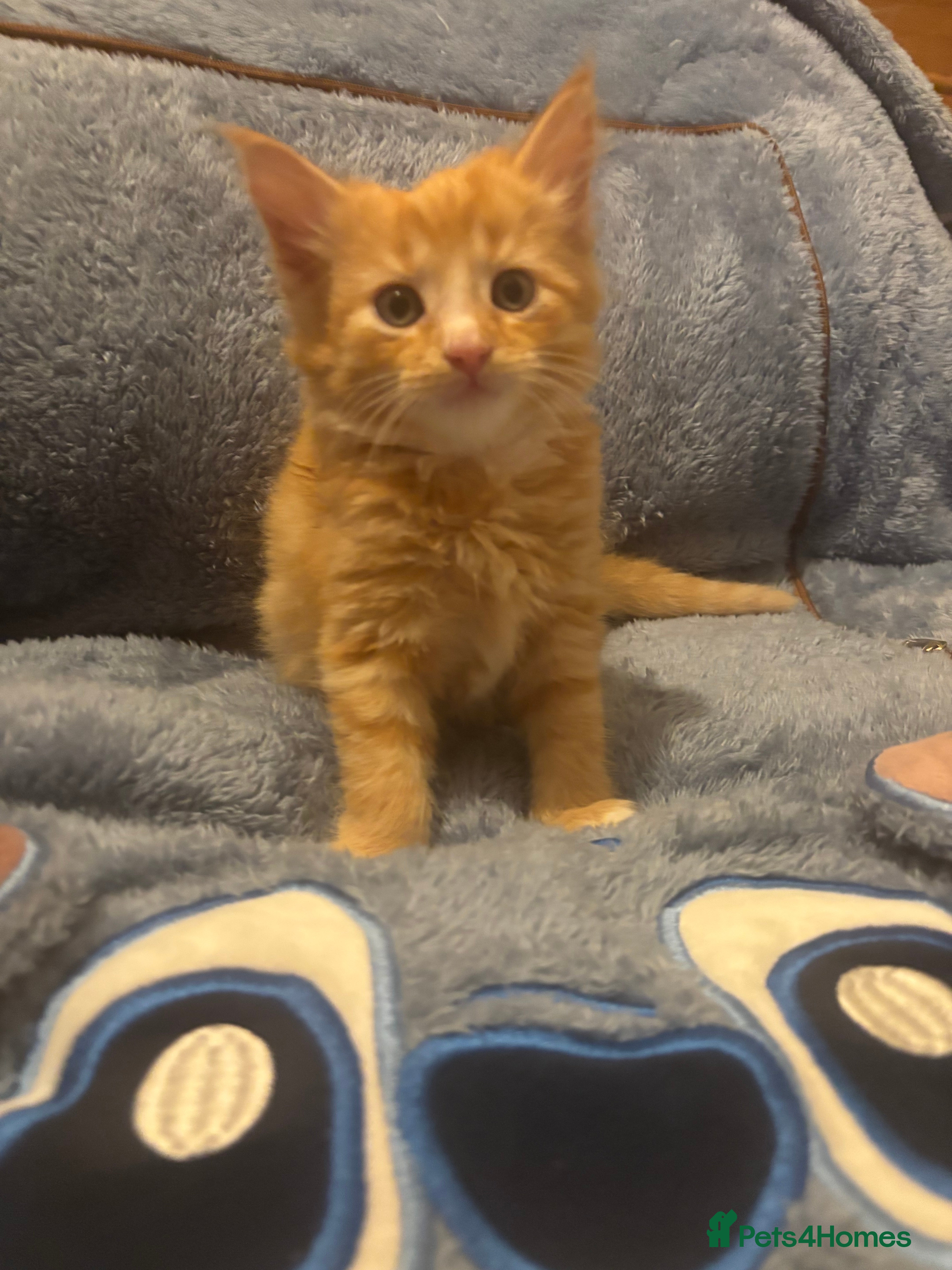 Mixed Breed cats 7 beautiful British short hair cross  - Advert 15