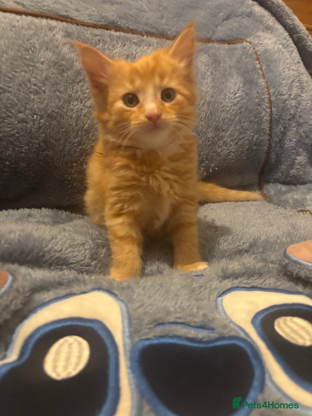 Mixed Breed cats for sale: 7 beautiful British short hair cross  - Advert 1