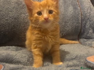 Mixed Breed cats 7 beautiful British short hair cross - Advert 1