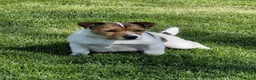 Jack Russell dogs for sale: Jack Russell puppies  - Advert 8
