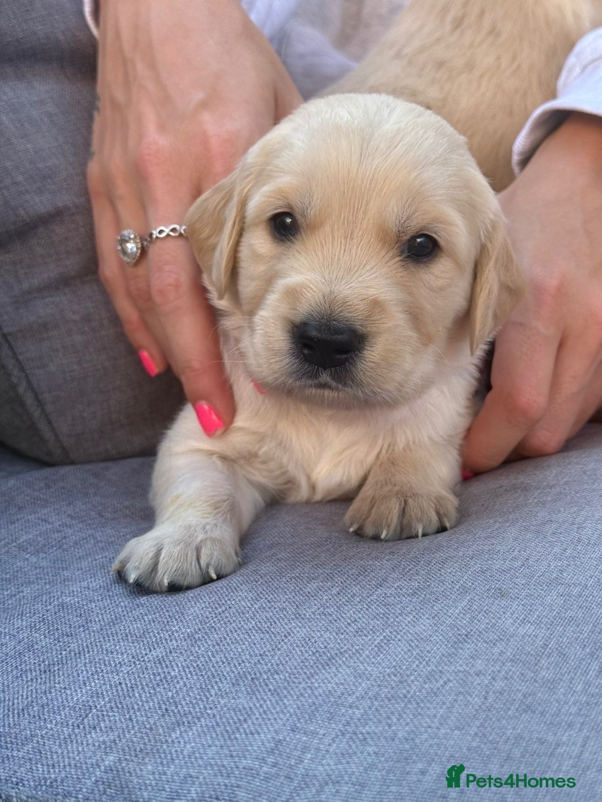 Golden Retriever dogs Golden retriever puppies - Advert 1