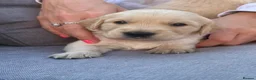 Golden Retriever dogs for sale: Golden retriever puppies - Advert 3