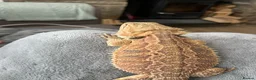 Bearded Dragon reptiles for sale: Mild mannered bearded dragon for sale  in Pontyclun - Advert 8