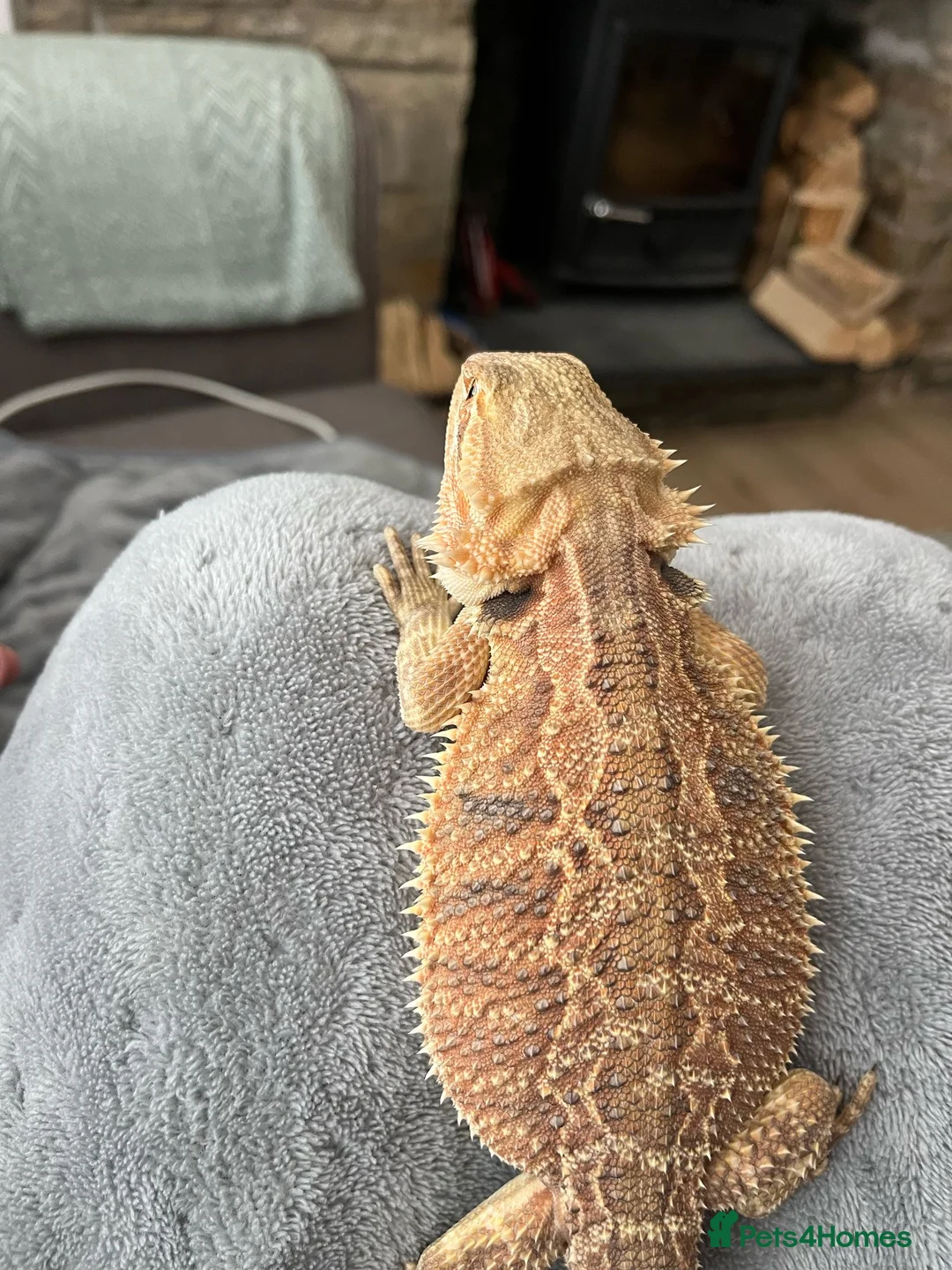 Bearded Dragon reptiles for sale: Mild mannered bearded dragon for sale  in Pontyclun - Advert 8