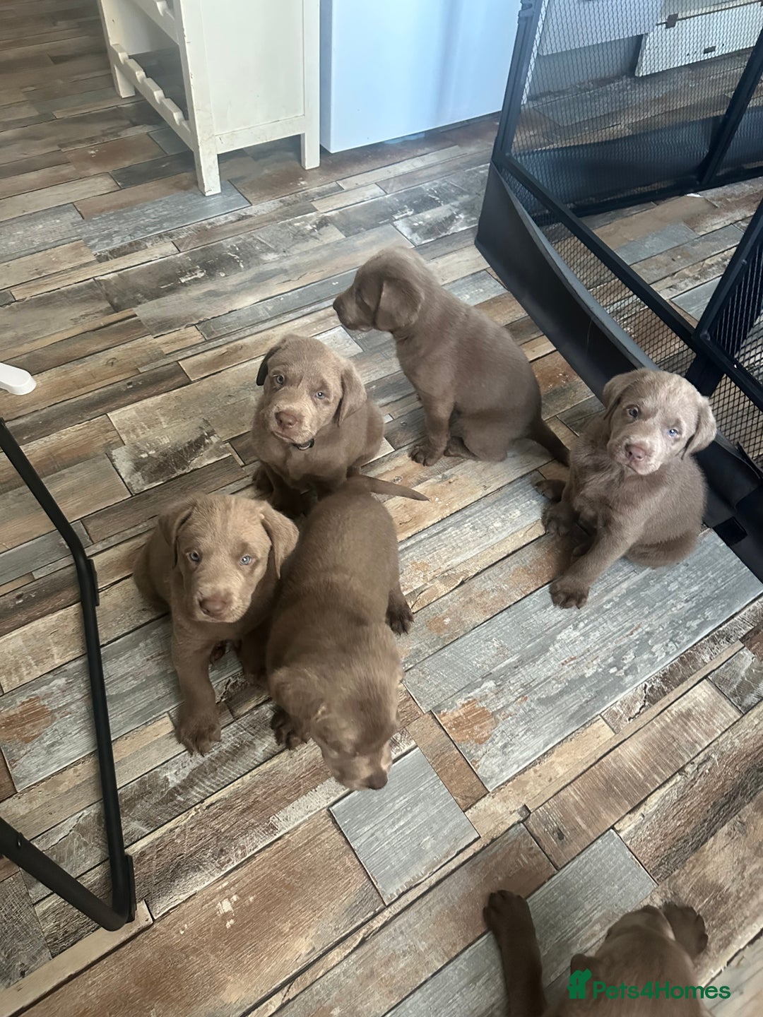 Labrador Retriever dogs for sale: Silver labradors *READY TO LEAVE* - Image 12