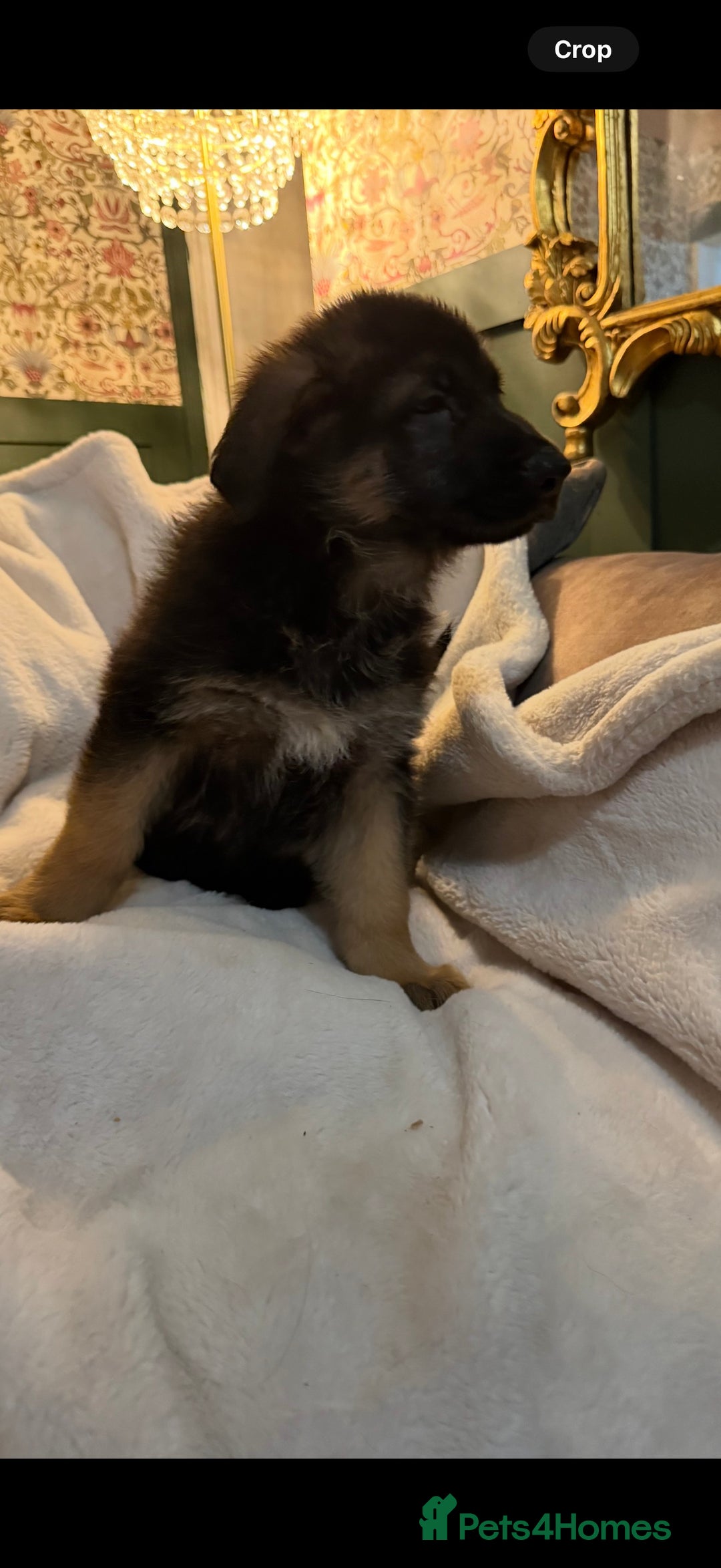 German Shepherd dogs for sale: German Shepherd Puppies Ready from 15th November - Image 11