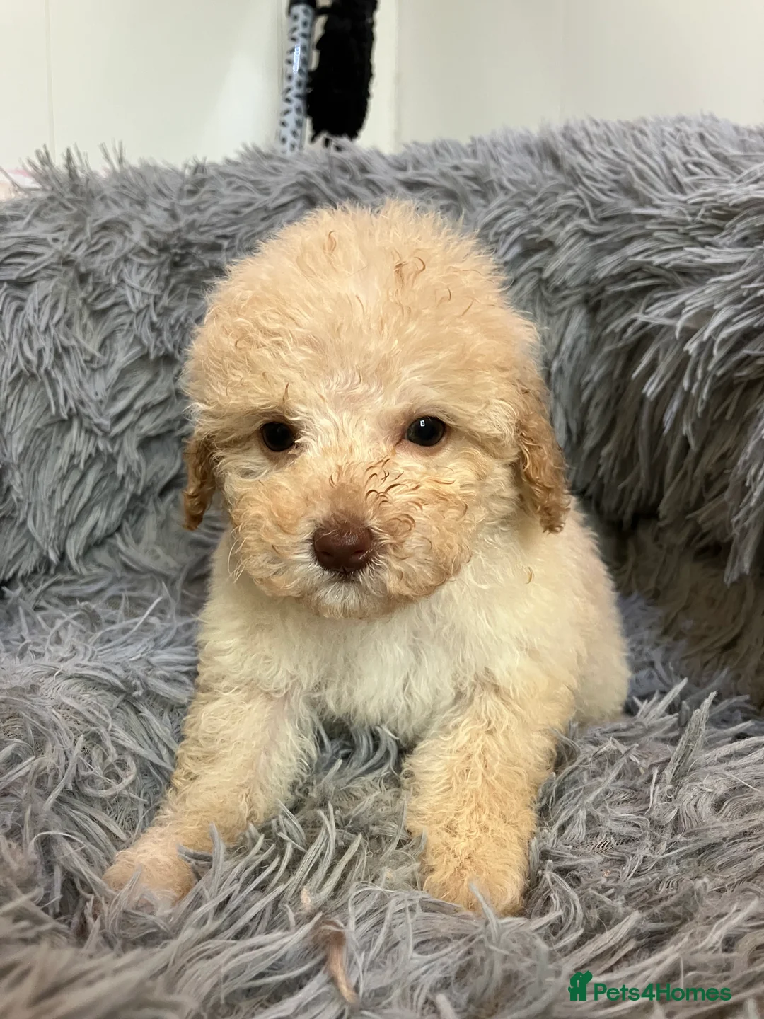 Toy Poodle dogs for sale: Toy Poodle Puppies - Advert 2
