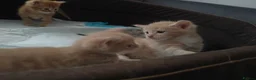 Mixed Breed cats for sale: Adorable kittens are looking for lovely home  - Advert 36