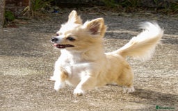 Chihuahua dogs for stud: Handsome Chihuahua for stud - Image 9