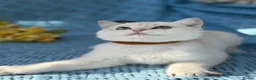 British Shorthair cats for sale: British Shorthair blue/odd eyed kittens  - Advert 4