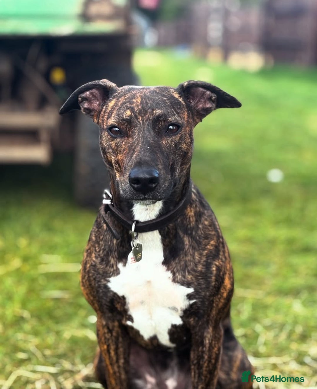 Staffordshire Bull Terrier dogs for stud: Quality STUD carries blue, red and tri gene  - Advert 26