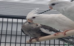 Cockatiels birds for sale: Baby male and female cockatiels for sale - Advert 11