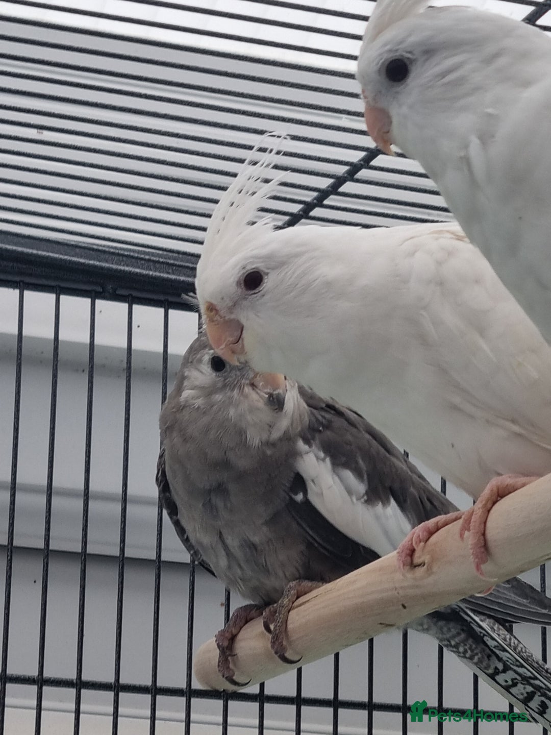 Cockatiels birds for sale: Baby male and female cockatiels for sale - Advert 11