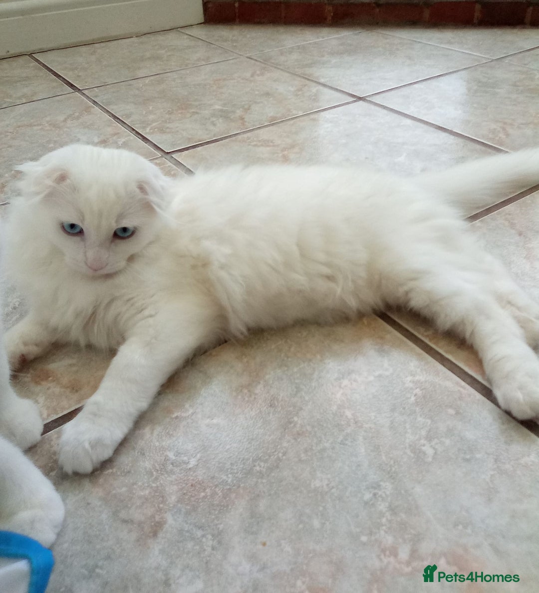 Scottish Fold cats for sale: ready now for there forever homes - Image 14