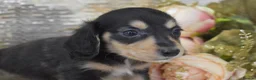 Miniature Dachshund dogs for sale: KC Long Coat Miniature Dachshund Puppies - Advert 7