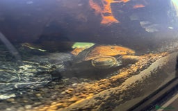 Turtle reptiles for sale: Reeves turtle and musk turtle for sale  - Image 2