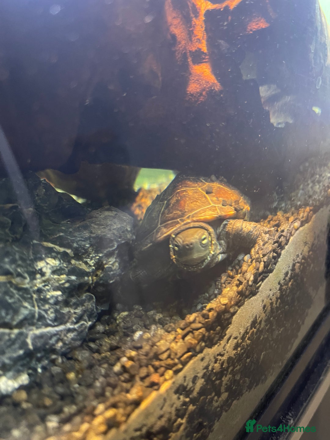 Turtle reptiles for sale: Reeves turtle and musk turtle for sale  - Image 2