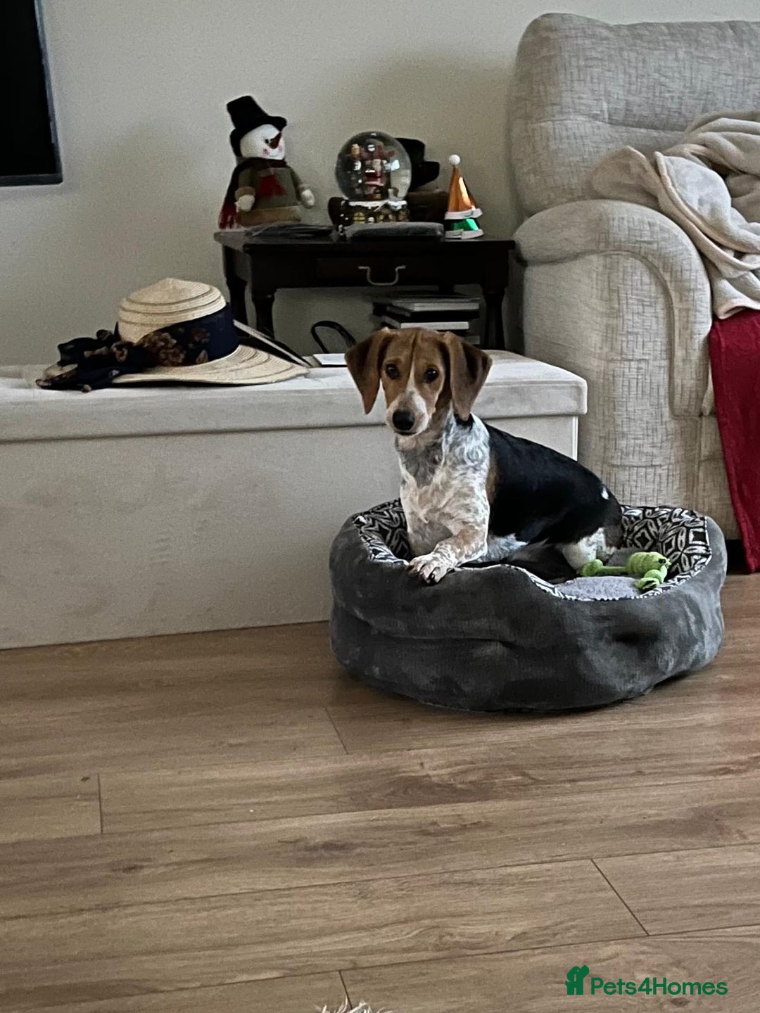 Mixed Breed dogs for adoption: Adorable Mimi Beagle cross 5 months old - Advert 6