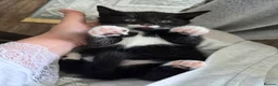 Mixed Breed cats for sale: Beautiful mixed breed kittens looking for home in London - Advert 4