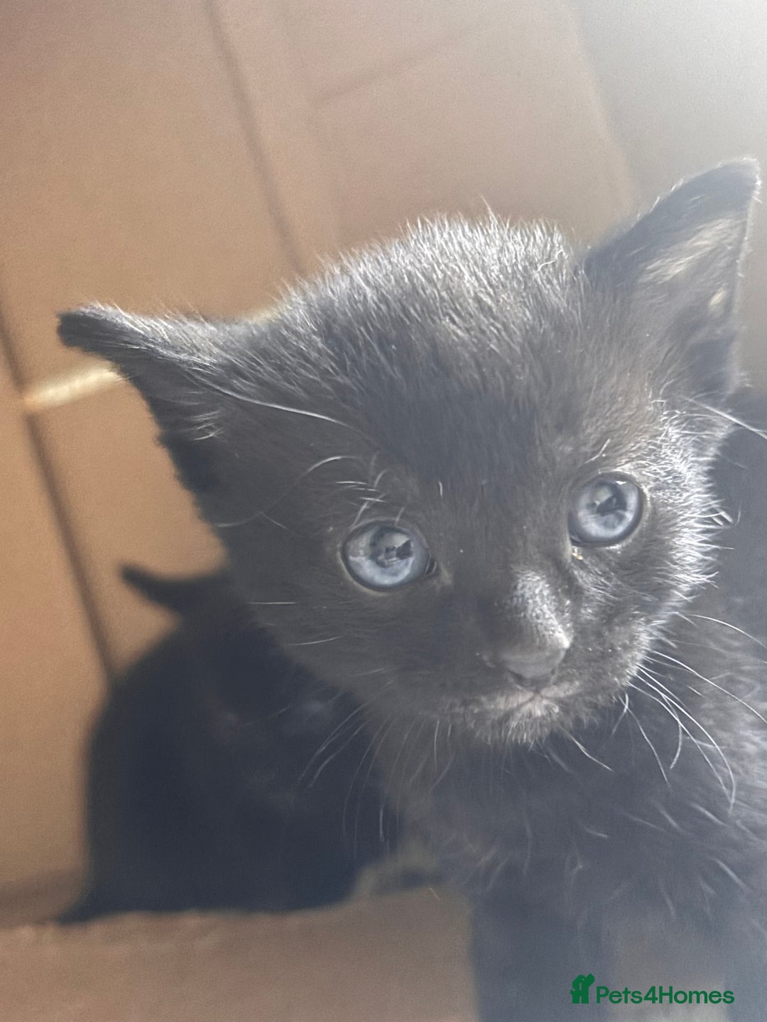 Mixed Breed cats for sale: Kittens Available for Adoption - Ready in Sept - Image 5