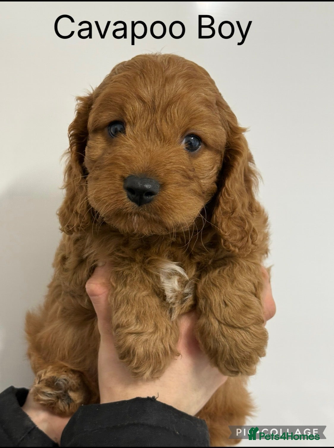 Cavapoo dogs Stunning F1 Cavapoo’s  - Advert 4