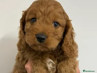 Cavapoo dogs Stunning F1 Cavapoo’s - Advert 4