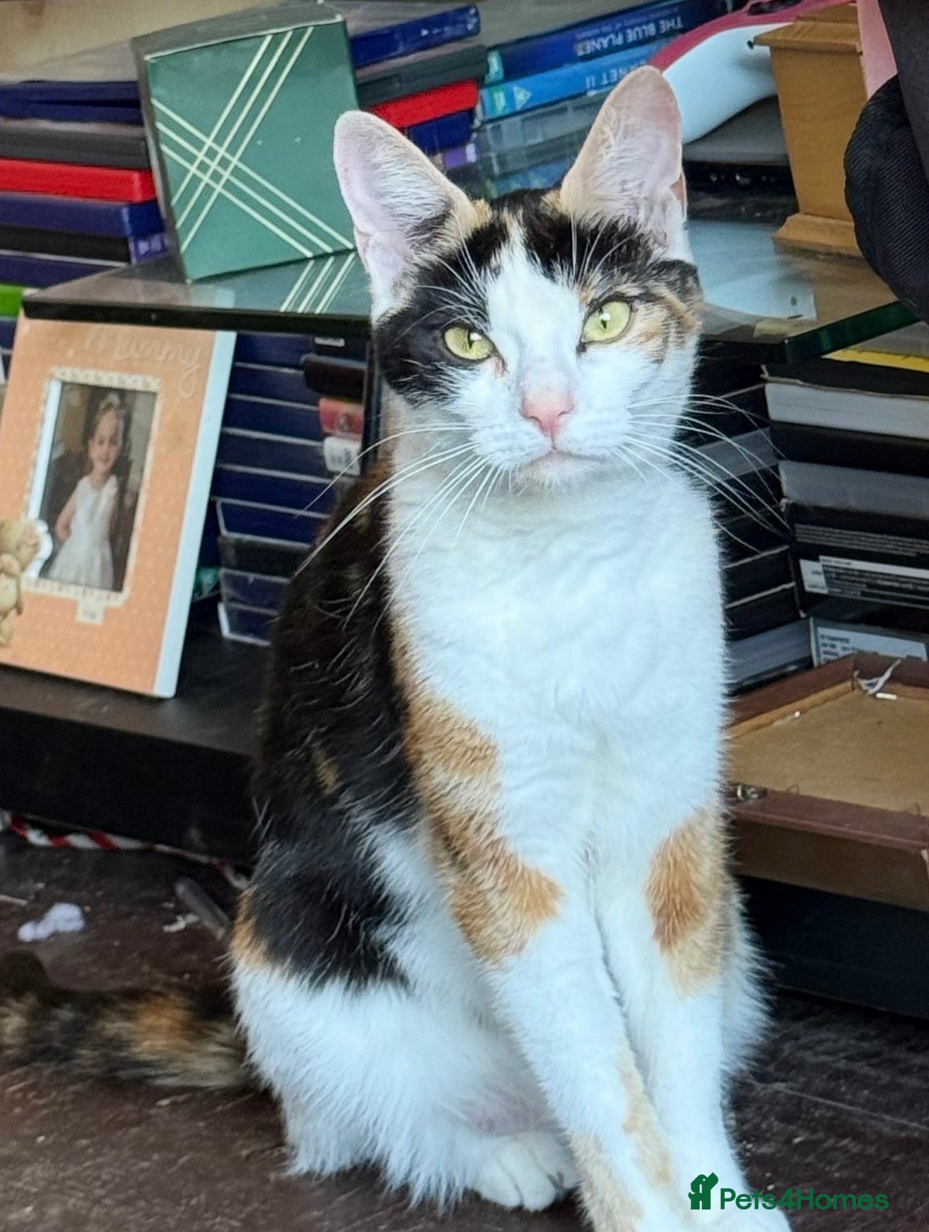 Mixed Breed cats Black and white kitten (female) - Advert 1