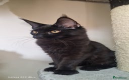 Maine Coon cats for sale: Pure Maine coon👑 - Image 17