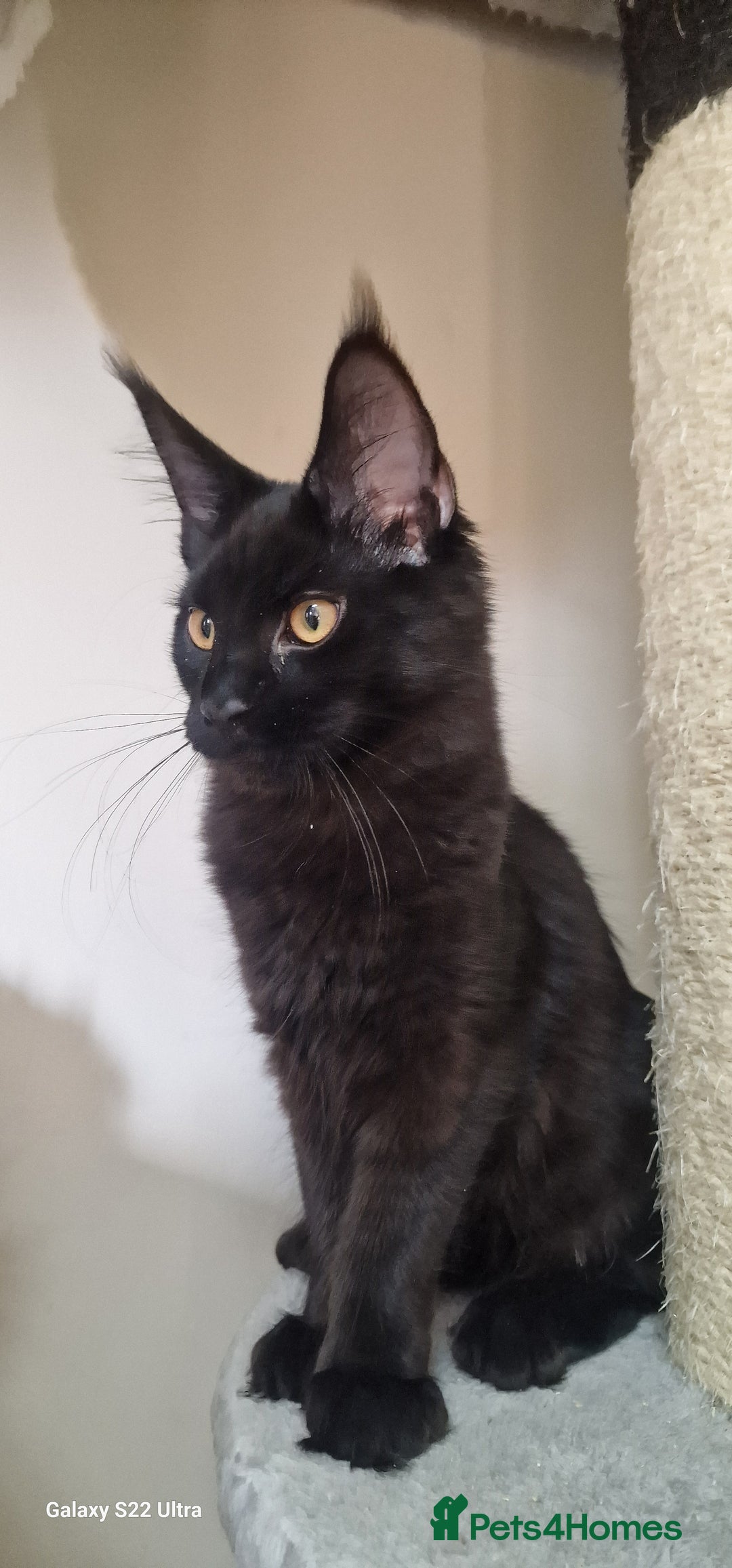 Maine Coon cats for sale: Pure Maine coon👑 - Image 17