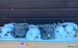 Lionhead rabbits for sale: Extra Special Lionhead Bunnies  - Image 1