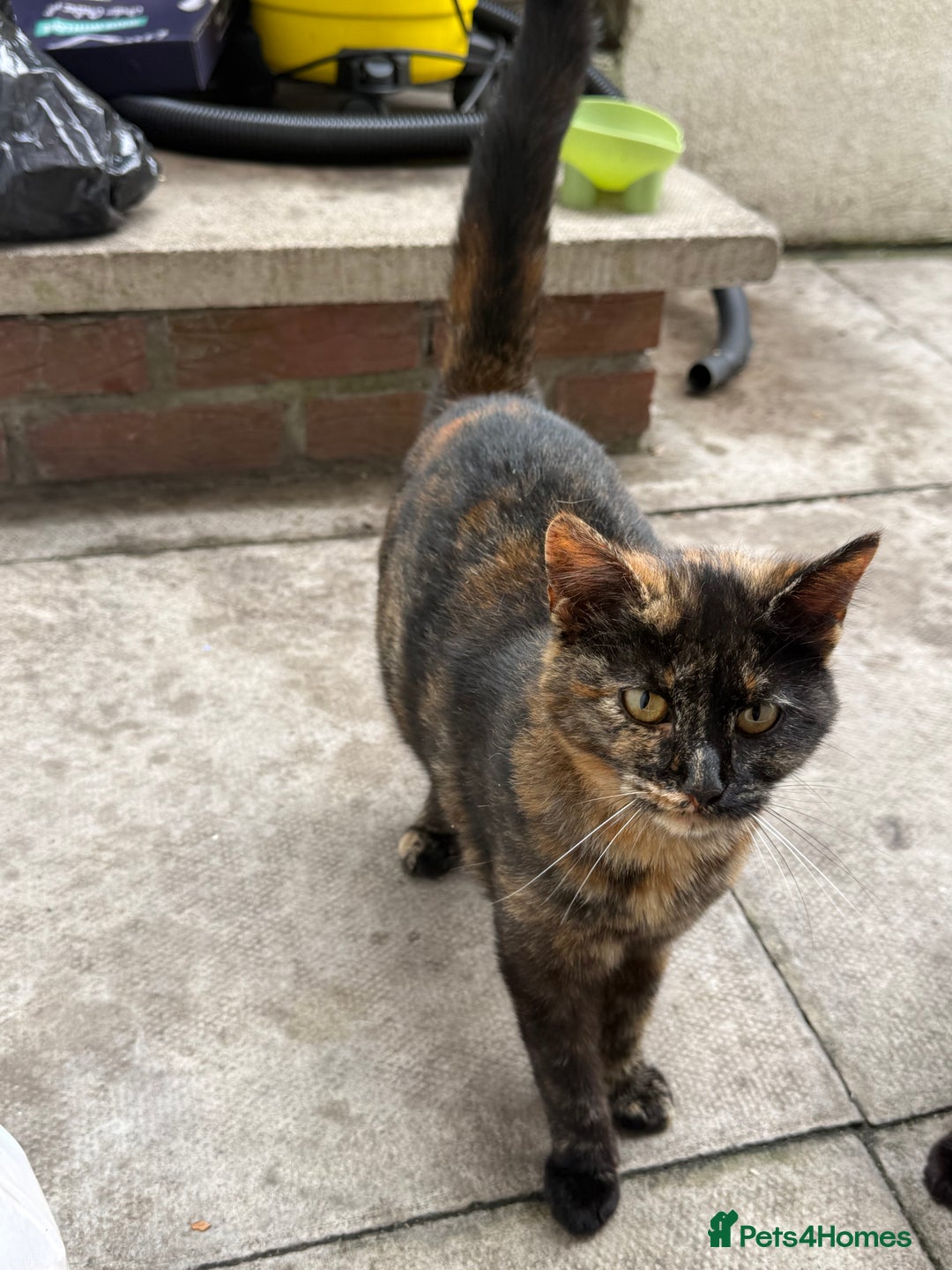 Mixed Breed cats for sale: Black and ginger female cat - Image 2